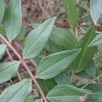 Coriaria japonica Blatt