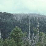 Fitzroya cupressoides Yeri