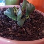 Adromischus cooperi Blad