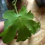 Tropaeolum peregrinum Blatt