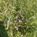 Vicia craccaFiore