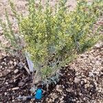 Artemisia caerulescens Hostoa