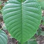 Hura crepitans Leaf