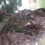 Microgramma vacciniifolia 葉