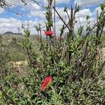 Rhodopentas parvifolia Hábito