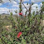 Rhodopentas parvifolia عادت داشتن