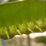 Bulbophyllum renkinianum Owoc