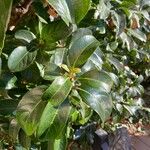 Viburnum odoratissimum Leaf