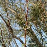 Acacia ehrenbergiana Άλλα