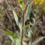 Solidago speciosa Bark