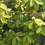 Rhododendron maximumLapas