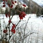 Berberis vulgaris Hedelmä