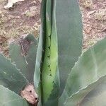 Agave shaferi Blad