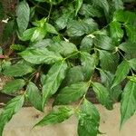 Dianthera candicans Leaf