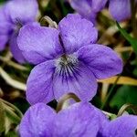 Viola riviniana 花