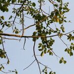 Lannea welwitschii Habitus