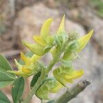 Crotalaria pallida Цвят