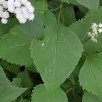 Ageratina altissima Folha