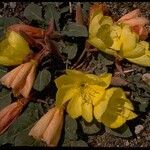 Oenothera xylocarpa Hábito