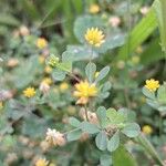 Trifolium dubium List