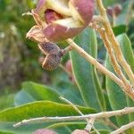 Matayba guianensis Fruchs