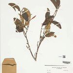 Duguetia chrysea Feuille