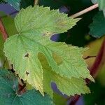 Humulus lupulus Blad