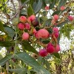 Pistacia atlantica Fruit