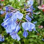 Plumbago europaeaFloare