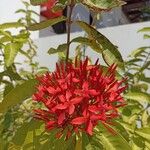 Ixora chinensisΛουλούδι