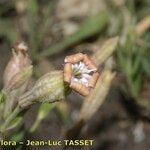 Silene vallesia Flors