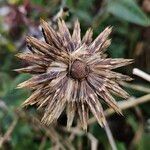 Echinops bannaticus Fruto