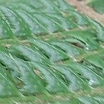 Polystichum aculeatum Blad