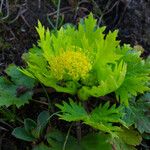 Sanicula arctopoides Flor