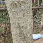 Albizia amara Rusk