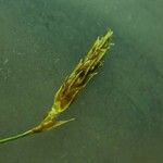 Fimbristylis autumnalis Frucht