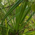 Pandanus urophyllus Leaf