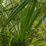 Pandanus urophyllus Yaprak