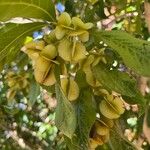 Combretum kraussii Fruit
