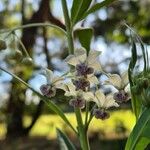 Gomphocarpus fruticosus Flor