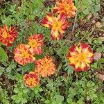 Tagetes erecta 整株植物