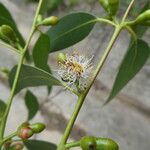 Eucalyptus viminalis Квітка