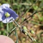 Linum austriacum Fiore