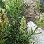 Castilleja sulphurea Cvet