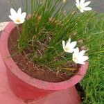 Zephyranthes candida 整株植物