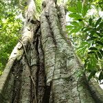 Gilletiodendron kisantuense Bark