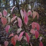 Euonymus verrucosus 叶