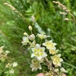 Anticlea elegans Blüte