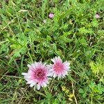 Crepis rubra Floare