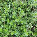 Galium mollugo Fuelha